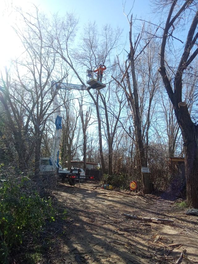 Poda en altura y limpieza de canalones