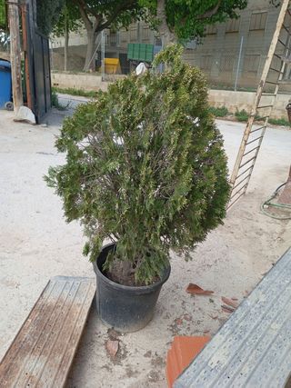Thuya 1.20 de alta en maceta