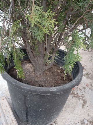 Thuya 1.20 de alta en maceta