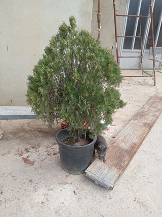 Thuya 1.20 de alta en maceta