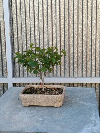 Bonsai 