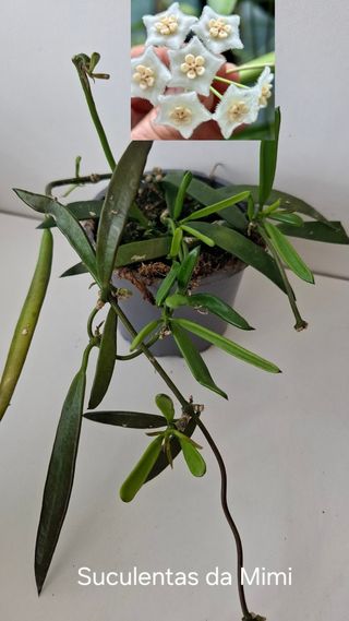 Hoya Longifolia