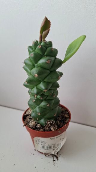 Euphorbia Ritchiei