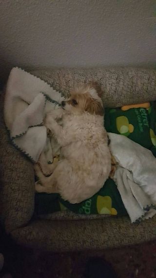 Cuidadora y canguro de perros