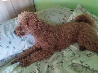 Cuidadora y canguro de perros