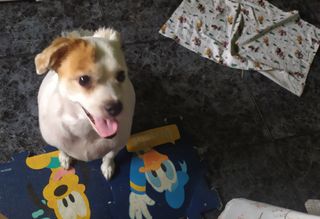 Cuidadora y canguro de perros