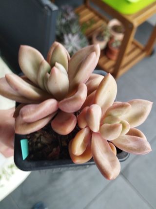 Suculenta Graptoveria Pink Donna