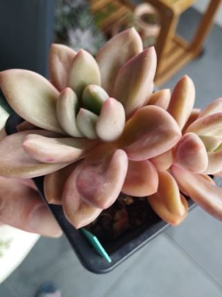 Suculenta Graptoveria Pink Donna