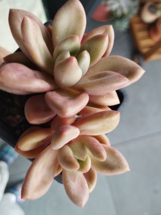 Suculenta Graptoveria Pink Donna