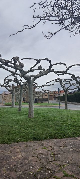 Jardinero Vitoria 