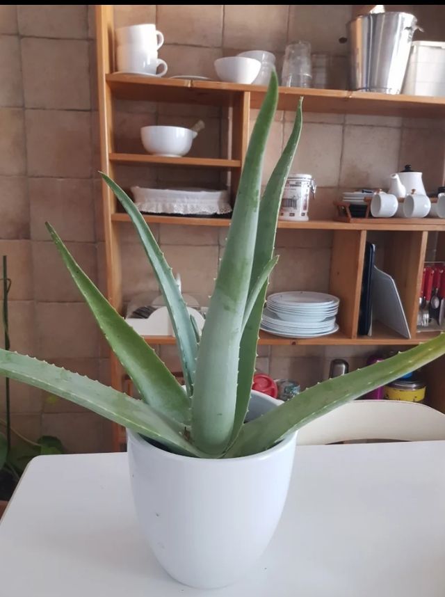 Aloe