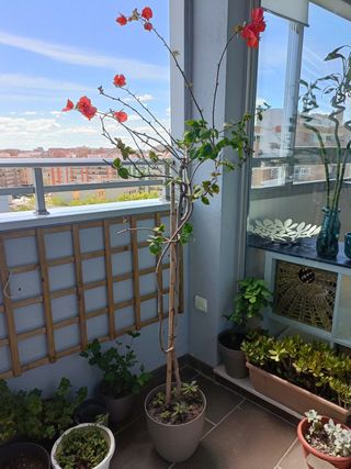 Planta