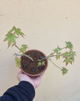 Pre Bonsai Arce palmatum Yamamomiji