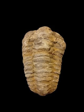 Fosil trilobite grande