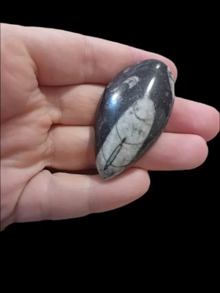 Fósil orthoceras