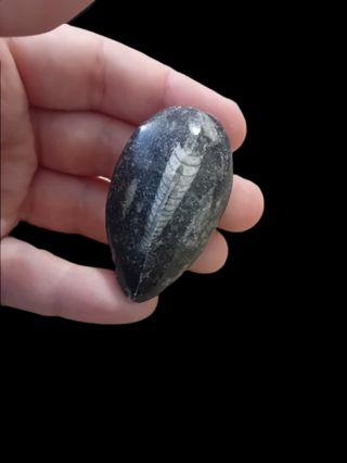 Fosil orthoceras