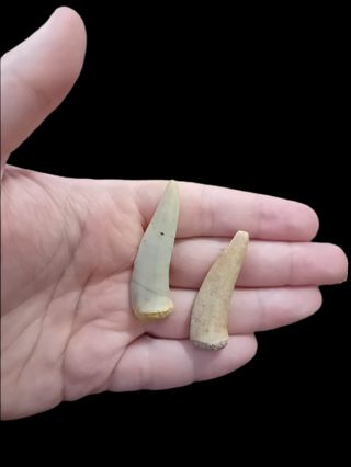 Diente enchodus lote OFERTA