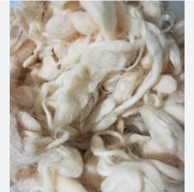 Lana di pecora pulita