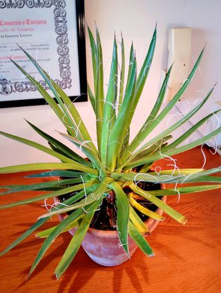 Planta.Agave Filifera.