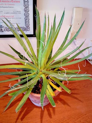 Planta.Agave Filifera.