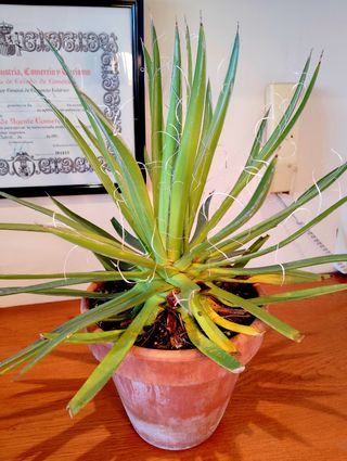 Planta.Agave Filifera.