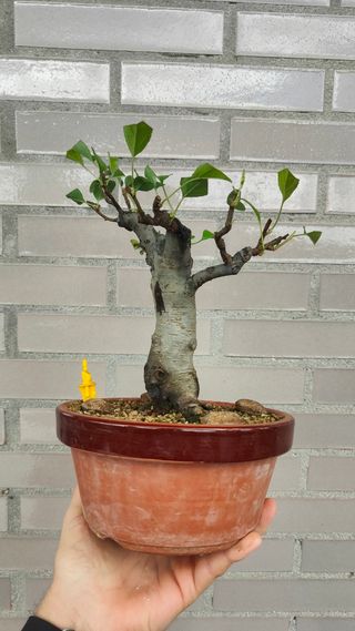 Bonsai Manzano Sieboldi