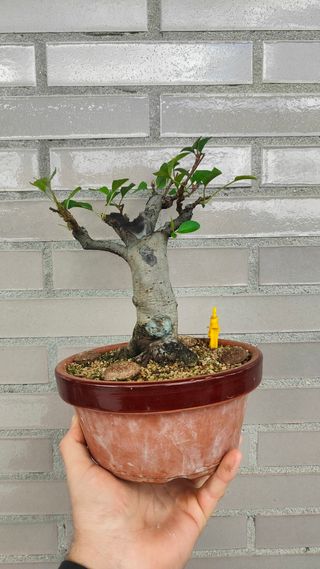 Bonsai Manzano Sieboldi