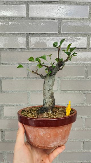 Bonsai Manzano Sieboldi