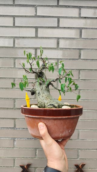 OFERTA SEMANAL Celtis Sinensis bonsai