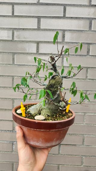 OFERTA SEMANAL Celtis Sinensis bonsai