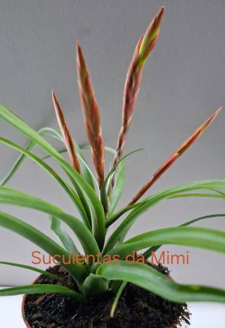 Tillandsia vernicosa