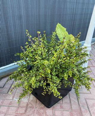 Portulacaria afra planta elefante arbusto y maceta
