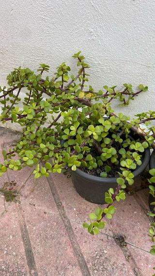Portulacaria afra planta elefante arbusto y maceta
