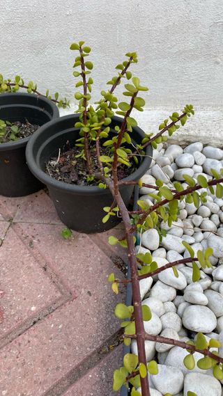 Portulacaria afra planta elefante arbusto y maceta