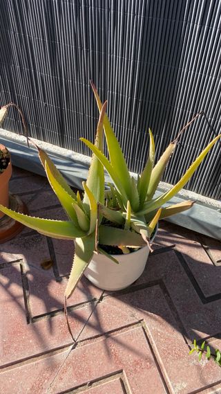 Planta Aloe vera en maceta 