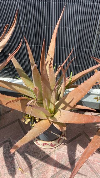 Planta Aloe vera en maceta 