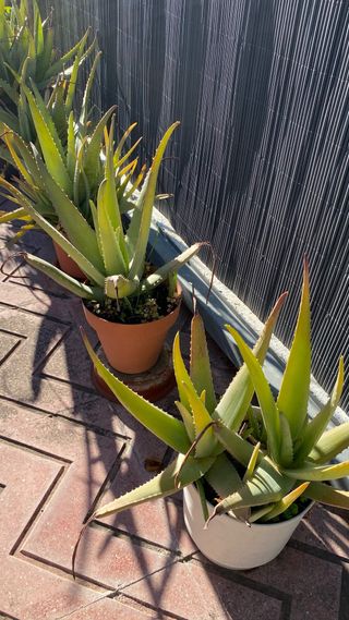 Planta Aloe vera en maceta 