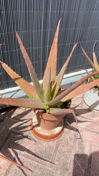 Planta Aloe vera en maceta 
