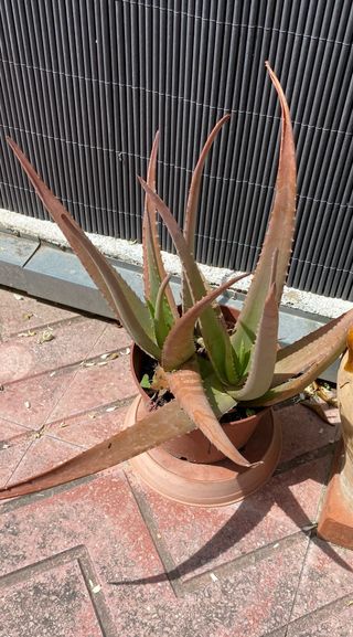 Planta Aloe vera en maceta 
