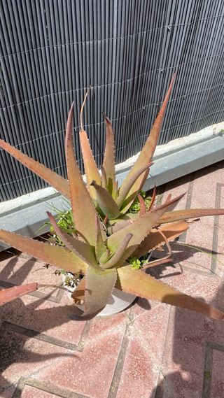 Planta Aloe vera en maceta 