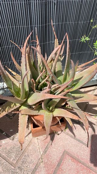 Planta Aloe vera en maceta 