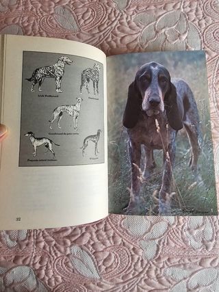 Mi Amigo El Perro/ My Friend the Dog: Conocerlo...