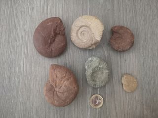 Fósiles de Ammonites Lote 10