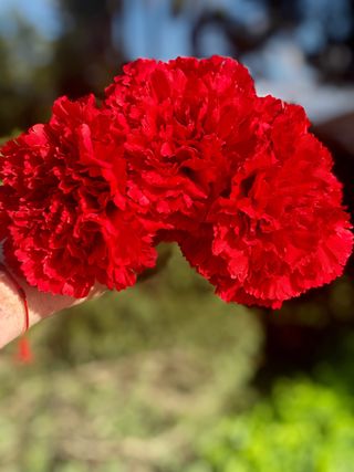 Ramillete de 3 clavelea rojos