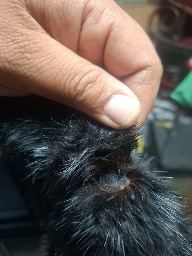 Abrigo de mujer de piel