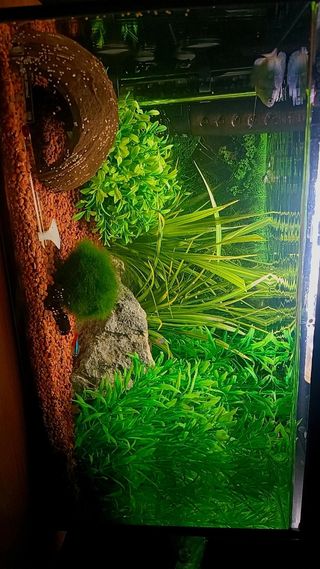 Acuario completa vivo