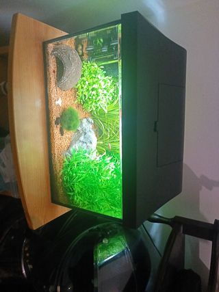 Acuario completa vivo