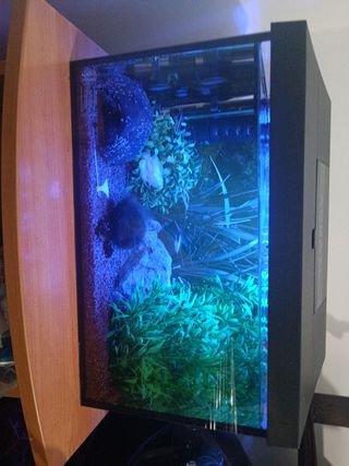Acuario completa vivo