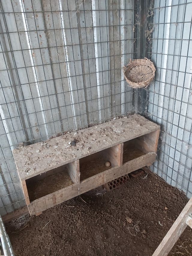 Gran caseta gallinero