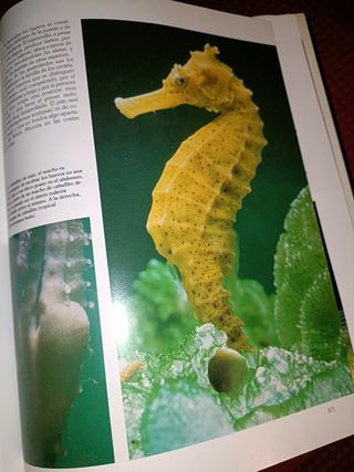 Historia Natural, Vertebrados